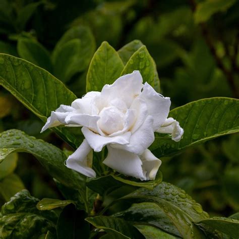 gardenias cuidados de planta.